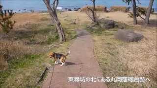 preview picture of video 'ビーグル犬ビリーと行く　越前丸岡城と丸岡藩砲台跡'