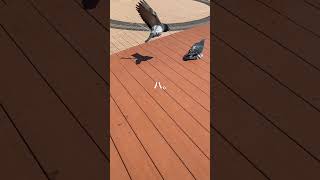 -ハトの求愛について-