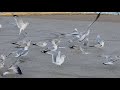 Feed The Ring Billed Gulls 5