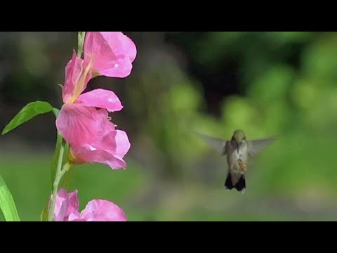 Hummingbird vs Wasp: Dennis Fast captures battle between bird and bug