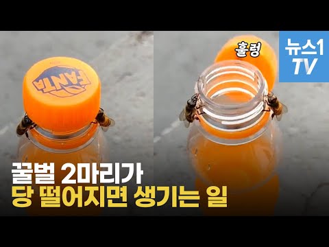 , title : '꿀벌 2마리, 음료수 뚜껑 돌려서 열기 성공?'