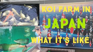 Narita Koi Farm Tour , the best koi of JAPAN