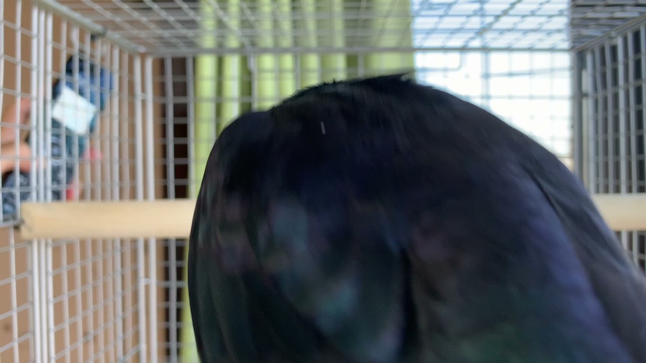 すがちゃん : 詰め合わせ