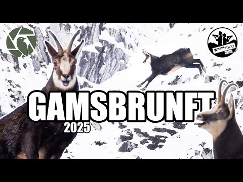 WildlifeDUO_Gruber and DER TIERISCHE ALPENFOTOGRAF - IM FOKUS