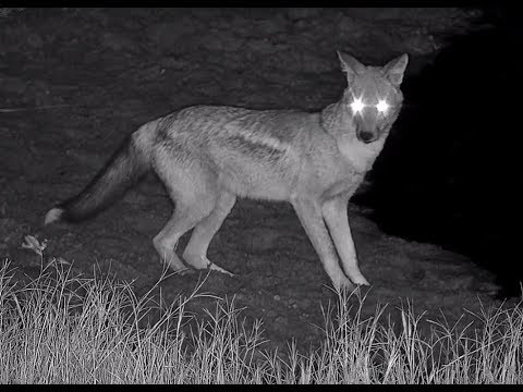 Side - striped Jackal (zoom )