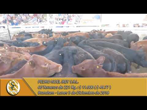 03-12-18  Venta de Machos - Pedro Noel Irey SRL - Brandsen