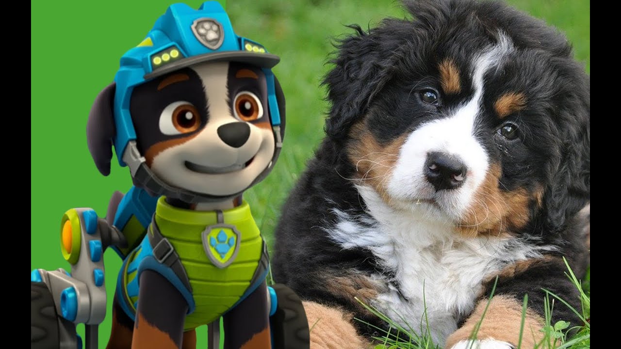 Watch Now TODOS OS PERSONAGENS DA PATRULHA CANINA PAW PATROL NA VIDA REAL, RAÇAS VERDADEIRAS | Zezé TV TODOS OS PERSONAGENS DA PATRULHA CANINA PAW PATROL NA VIDA REAL, RAÇAS VERDADEIRAS | Zezé TV