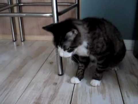 Waka Waka Cats Barfing Techno