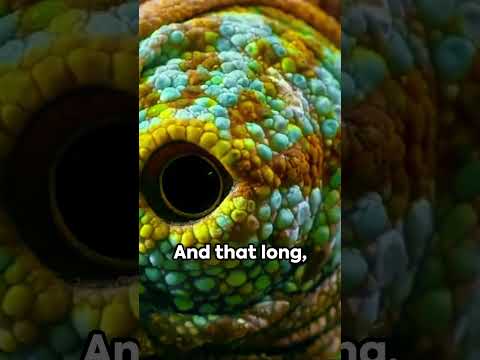 Chameleon Chronicles Masters of Camouflage