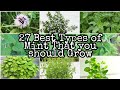 Best Types of Mints You Must Grow | Best Mint Varieties