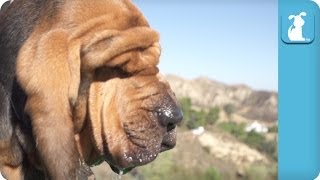 Epic Slow Motion Bloodhound - Puppy Love