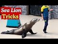 Barking Sea Lions Sounds And Tricks Funny Show
