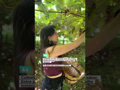 Colheita de Uva em Nova Petrópolis Rio Grande do Sul