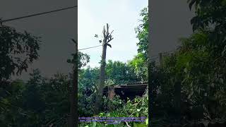 Tree Cutting Safety: Control Fall Direction with Rope