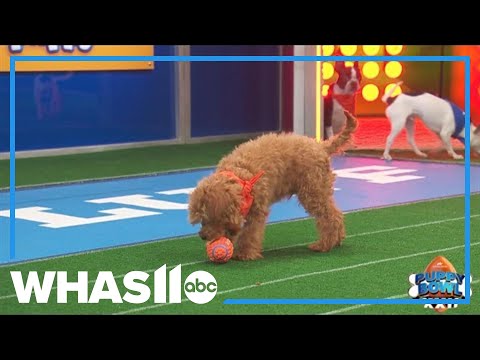 Puppy Bowl 22 to help pups find 'fur-ever' homes - YouTube