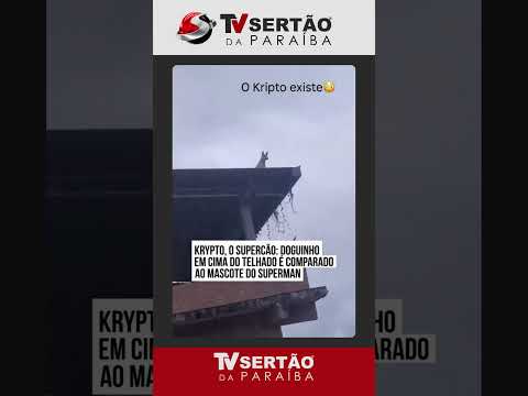 Cachorro é flagrado no topo de telhado vigiando cidade e vira meme na web
