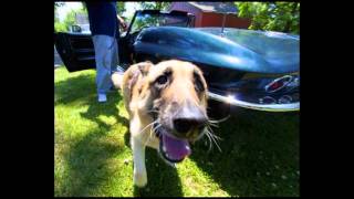 Killing the Cabinet (this is our tail ) by Trash Can Sinatras