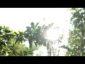 Download Lagu Free Footage 4K - Cahaya Matahari Pagi Di Sela-sela Daun  sony A6500 4K Mp3 Free