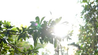 Download lagu Free Footage 4K - Cahaya Matahari Pagi Di Sela-sela Daun | video sony A6500 4K mp3