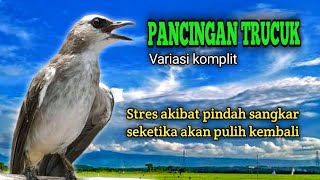 Download lagu Suara Burung Trucuk Variasi Komplit Untuk Pancingan Trucukan Stres Akibat Pindah Sangkar mp3 Download lagu Suara Burung Trucuk Variasi Komplit Untuk Pancingan Trucukan Stres Akibat Pindah Sangkar mp3