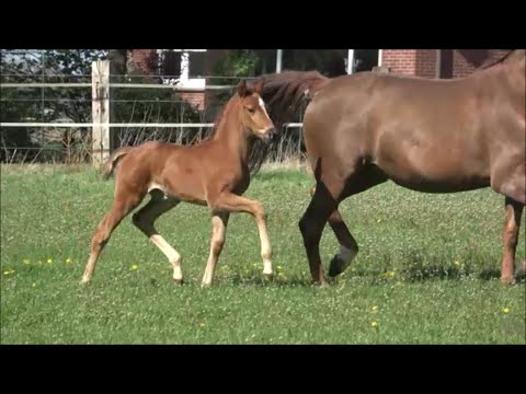*2020 Stute von Livaldon - Soliman de Hus