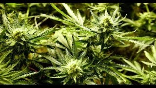 Ode to Cannabis ~ original blues rock protest song