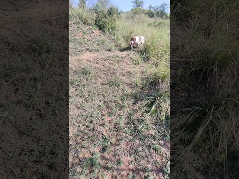 Pointer dog hunting in or village