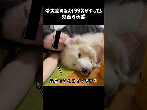 家で放っておいても大丈夫な犬種