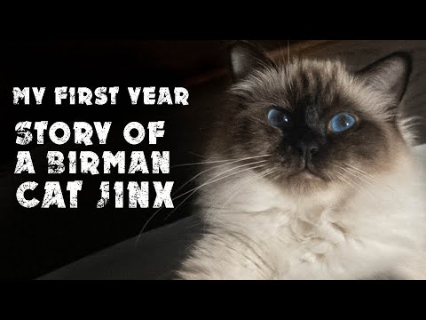 My first year | Story of a Birman cat Jinx