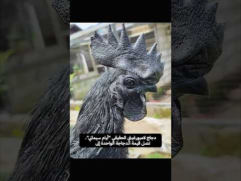 من سلة بيض فاسد إلى كنز لايقدر بثمن.. قصة دجاجة اللامبورغيني السوداء