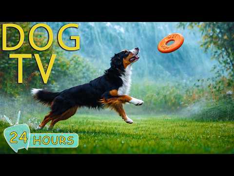 DOG TV: Best Videos Entertain Help Happy All-Day for Dogs When Home Alone - Sothing Music for Dogs