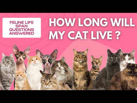 How Long Do Cats Live? You Can Make A Difference! Cat Lifespan Questions Answered!