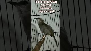 Download lagu bahan ombyokan ngeriwik sambung ngalas ropel. #hobiburung #trucukangacor #trucukanropel mp3 Download lagu bahan ombyokan ngeriwik sambung ngalas ropel. #hobiburung #trucukangacor #trucukanropel mp3