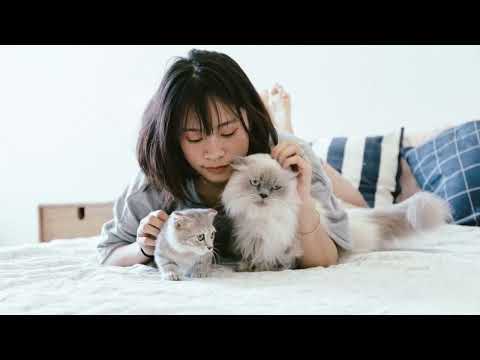 Why Do Cats Bring You Dead Animals? Weird Cat Behaviors Explained