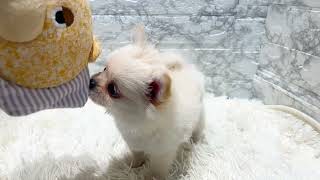 ハーフ犬の動画01