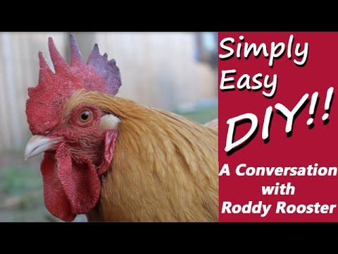A Conversation with Roddy Rooster