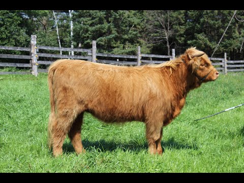 NC107  CSF Calico (D)