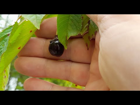 Wilde Vogelkirsche essbar