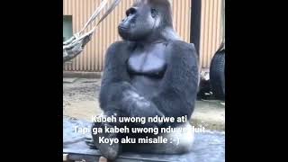Download lagu nah #storywa #story #lucu #monkey #monyetlucu mp3