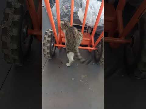 This cat's name is Abtin and if I can, I want to take more videos of him, he is really cute🤩🤩🥰