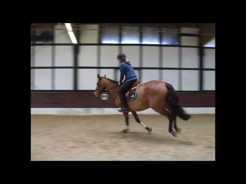 CAYENNE 11j. v. Cassini II - Cascavelle VB 7.000,- Euro