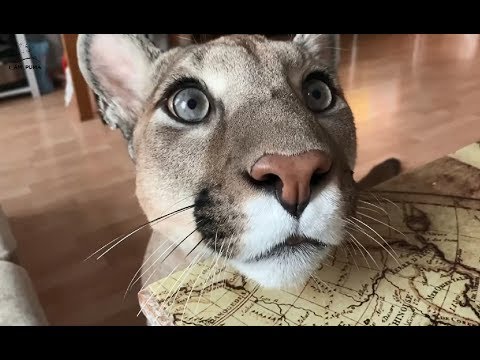 Очень воспитанная пума хочет креветок