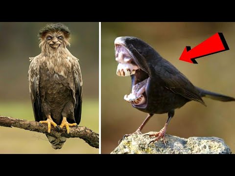 20 STRANGE BIRDS YOU WON'T BELIEVE EXIST!