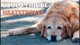 HEATSTROKE in DOGS Can Be FATAL! 🐶💦 Heastroke Signs in Dogs