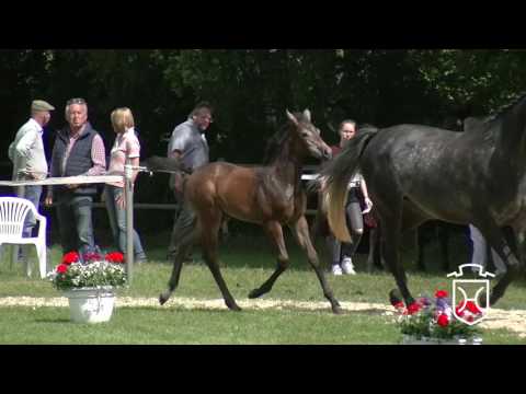 SE044 Stutfohlen von Sandro Boy - Cachas - Contendro I