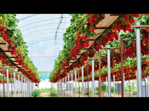 Awesome Hydroponic Strawberries Farming - Modern Agriculture Technology - Strawberries Harvesting