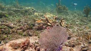 Newswise:Video Embedded going-back-to-the-future-to-forecast-the-fate-of-a-dead-florida-coral-reef