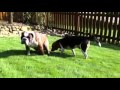 Cannons Dog Eats Shit