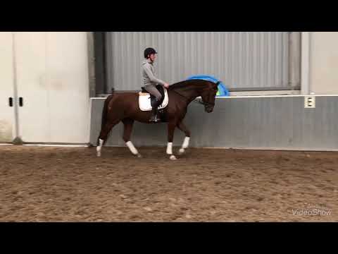 5yo mare by Damon Hill x Jazz