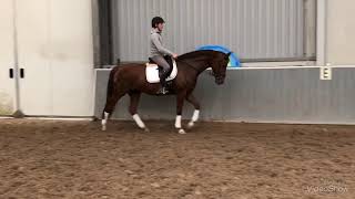 Une nouvelle jument pour Danielle Heijkoop